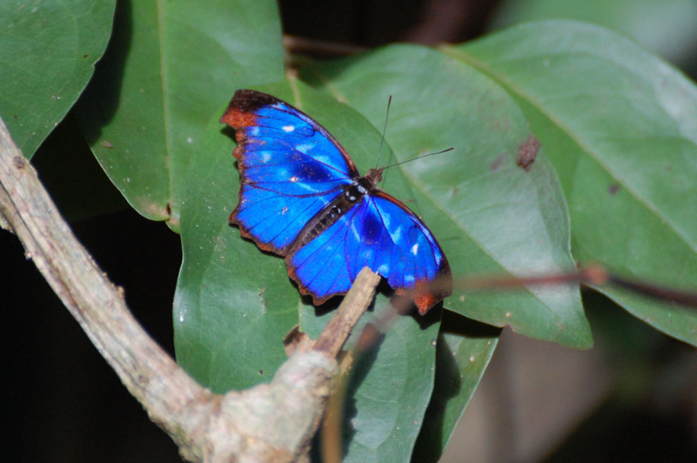 Brasile - Myscelia orsis (Nymphalidae)